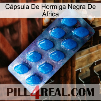 Cápsula De Hormiga Negra De África viagra1